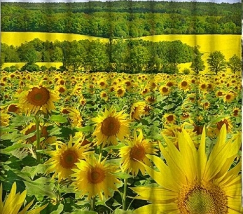 Фотошторы Весенний луг