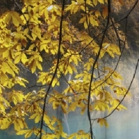 Комплект фотоштор Тишина