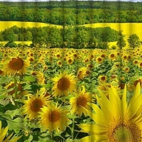Фотошторы Весенний луг
